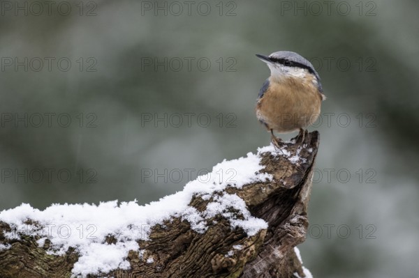 Nuthatch (Sitta europaea), Emsland, Lower Saxony, Germany
