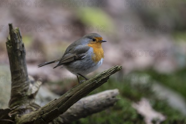 European robin (Erithacus rubecula), Emsland, Lower Saxony, Germany