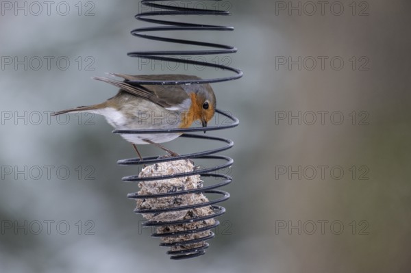 European robin (Erithacus rubecula) at the tit dumpling, Emsland, Lower Saxony, Germany
