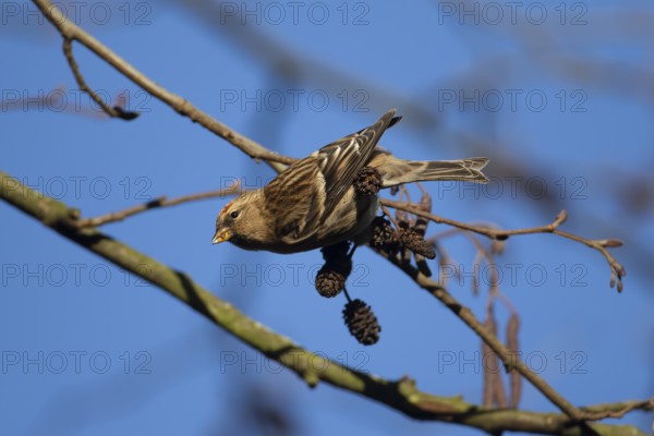Redpoll (Acanthis flammea) adult bird in an Alder tree in winter, England, United Kingdom