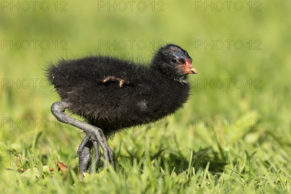 Moorhen (Gallinula chloropus) juvenile baby bird on a grass lawn in summer, England, United Kingdom