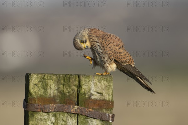 Common kestrel (Falco tinnunculus) adult falcon bird of prey on a wooden post, England, United Kingdom