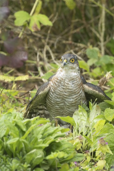 Eurasian sparrowhawk (Accipiter nisus) adult male bird of prey mantling on a small bird its caught in a garden, England, United Kingdom