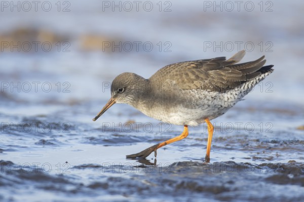 Common redshank (Tringa totanus) adult wader bird on a mudflat in winter, England, United Kingdom