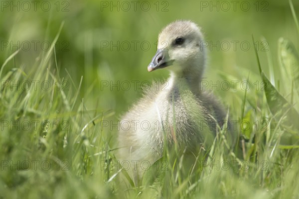 Greylag goose (Anser anser) juvenile baby gosling in grassland in summer, England, United Kingdom