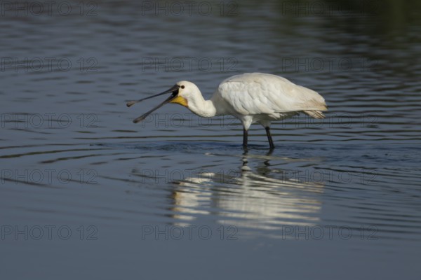Eurasian spoonbill (Platalea leucorodia) adult bird feeding in a shallow lake, RSPB Frampton marsh nature reserve, Lincolnshire, England, United Kingdom