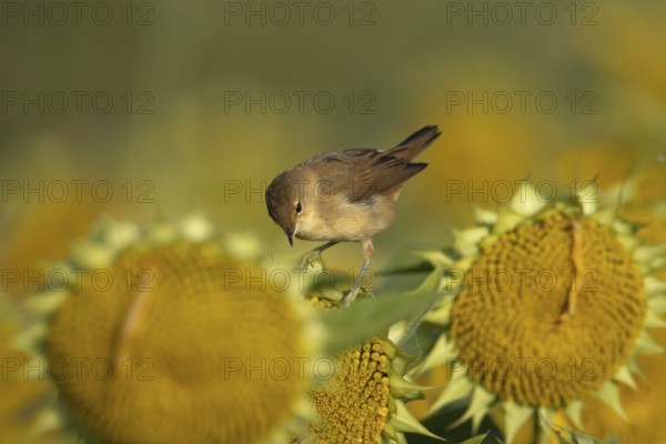 Reed warbler (Acrocephalus scirpaceus) adult bird on sunflower plant seedheads in autumn, RSPB Frampton marsh nature reserve, Lincolnshire, England, United Kingdom