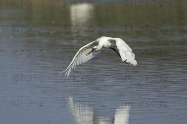 Eurasian spoonbill (Platalea leucorodia) adult bird flying low over water, RSPB Frampton marsh nature reserve, Lincolnshire, England, United Kingdom