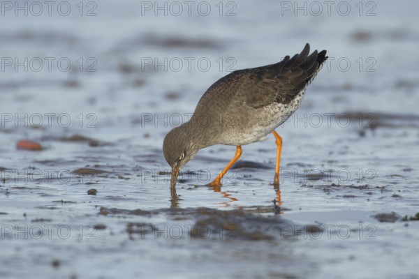 Common redshank (Tringa totanus) adult wader bird feeding on a mudflat in winter, England, United Kingdom