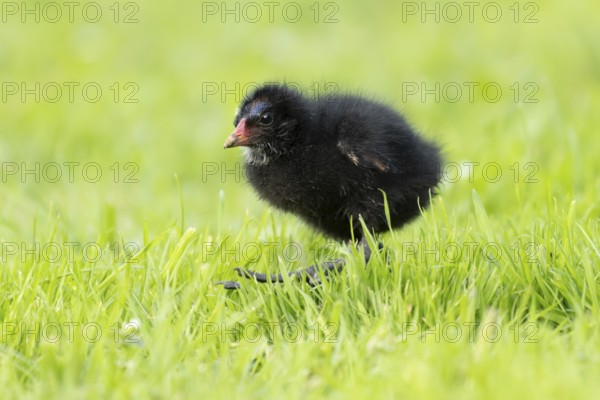 Moorhen (Gallinula chloropus) juvenile baby bird walking on a grass lawn in summer, England, United Kingdom