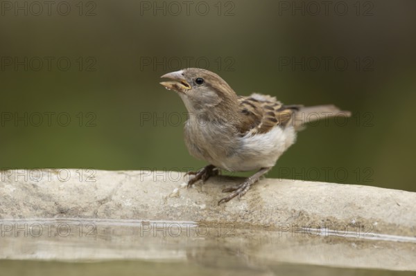 House sparrow (Passer domesticus) adult female garden bird drinking water from a bird bath in summer, England, United Kingdom