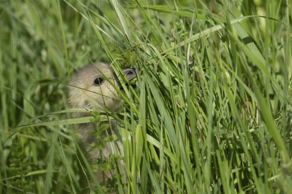 Greylag goose (Anser anser) juvenile baby gosling feeding in grassland in summer, England, United Kingdom