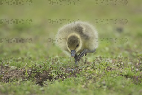 Greylag goose (Anser anser) juvenile baby gosling walking on grassland in summer, England, United Kingdom
