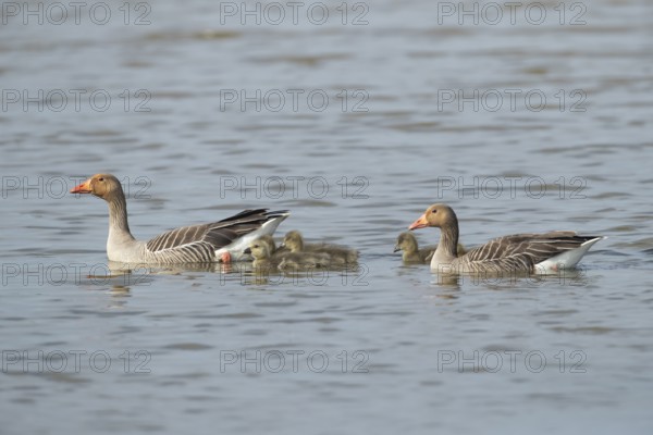 Greylag goose (Anser anser) two adult parent birds and juvenile baby goslings on the water surface of a lake in summer, England, United Kingdom