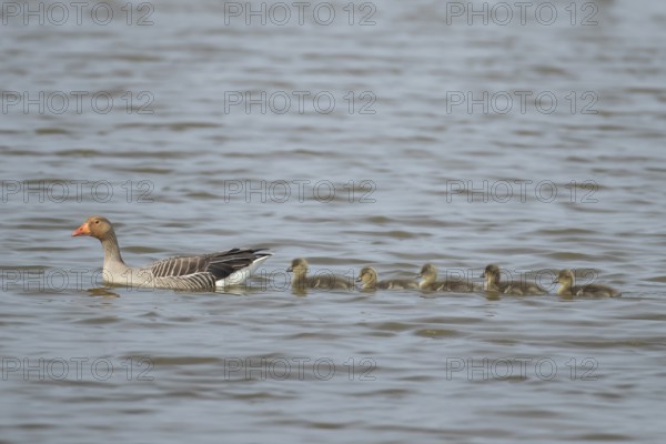 Greylag goose (Anser anser) adult parent bird and five juvenile baby goslings on the water surface of a lake in summer, England, United Kingdom