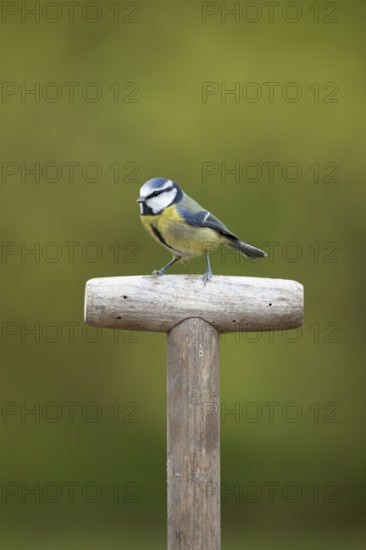 Blue tit (Cyanistes caeruleus) adult garden bird on a fork handle in autumn, England, United Kingdom