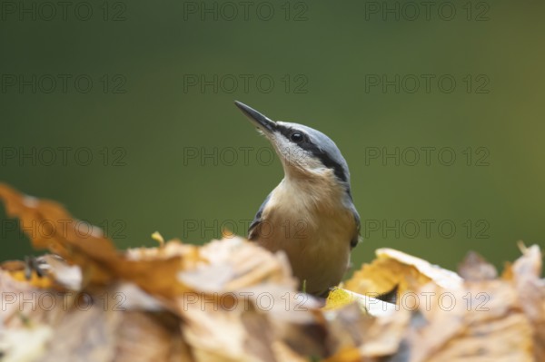 Eurasian nuthatch (Sitta europaea) adult bird searching for food in a woodland in autumn, Wales, United Kingdom