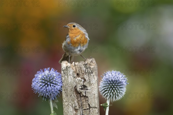 European robin (Erithacus rubecula) adult garden bird on a wooden post in summer, England, United Kingdom