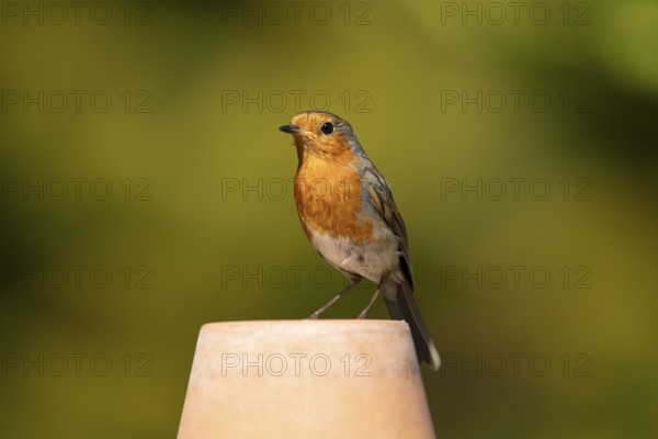 European robin (Erithacus rubecula) adult garden bird on a plant pot, England, United Kingdom