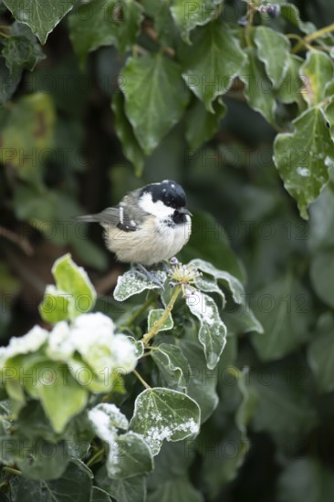 Coal tit (Periparus ater) adult garden bird in a frosted covered Ivy tree in winter, England, United Kingdom