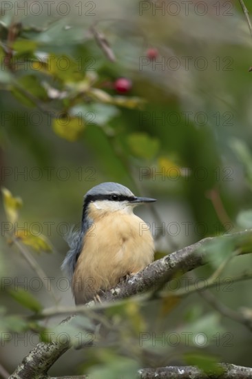 Eurasian nuthatch (Sitta europaea) adult bird on a tree branch in a woodland in autumn, Wales, United Kingdom