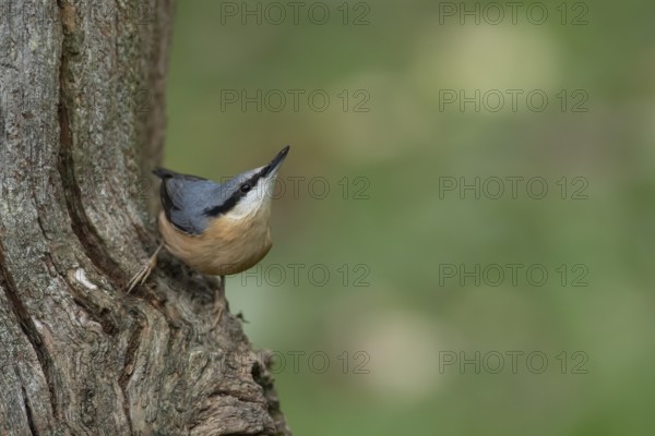 Eurasian nuthatch (Sitta europaea) adult bird on a tree trunk in a woodland in autumn, Wales, United Kingdom