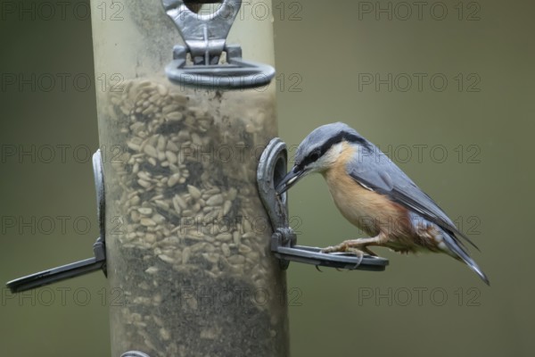 Eurasian nuthatch (Sitta europaea) adult bird feeding on sunflower seeds from a garden bird feeder in autumn, Wales, United Kingdom