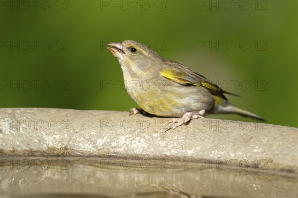 Greenfinch (Chloris chloris) adult female garden bird drinking water from a bird bath in summer, England, United Kingdom