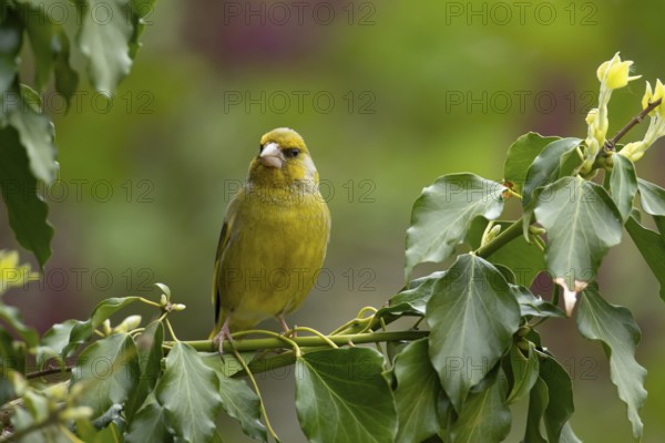 Greenfinch (Chloris chloris) adult male garden bird in an Ivy tree in summer, England, United Kingdom