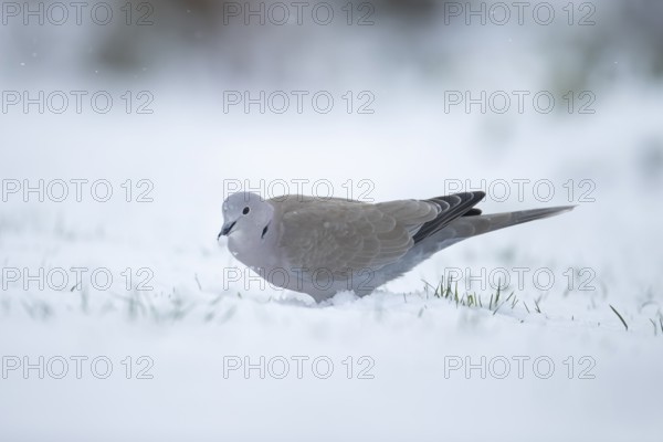 Collared dove (Streptopelia decaocto) adult garden bird on snow in winter, England, United Kingdom