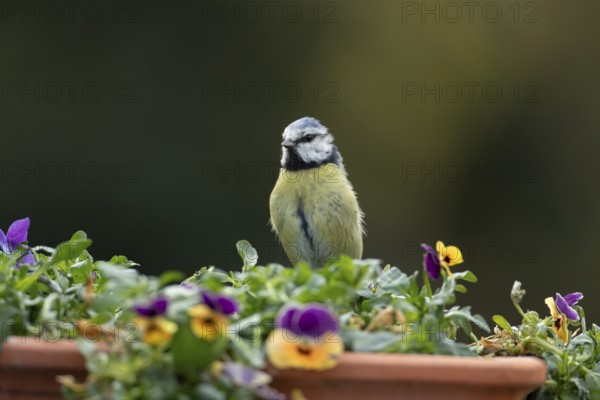 Blue tit (Cyanistes caeruleus) adult garden bird on a plant tub with Pansy or Viola flowers in spring, England, United Kingdom