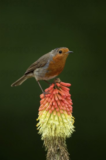 European robin (Erithacus rubecula) adult garden bird on a Red hot poker flower in summer, England, United Kingdom