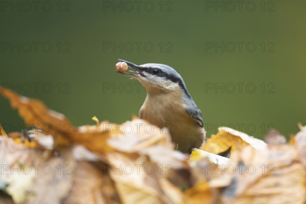 Eurasian nuthatch (Sitta europaea) adult bird with a nut in its beak for food in a woodland in autumn, Wales, United Kingdom