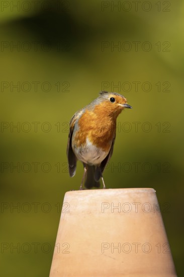 European robin (Erithacus rubecula) adult garden bird on a plant pot, England, United Kingdom