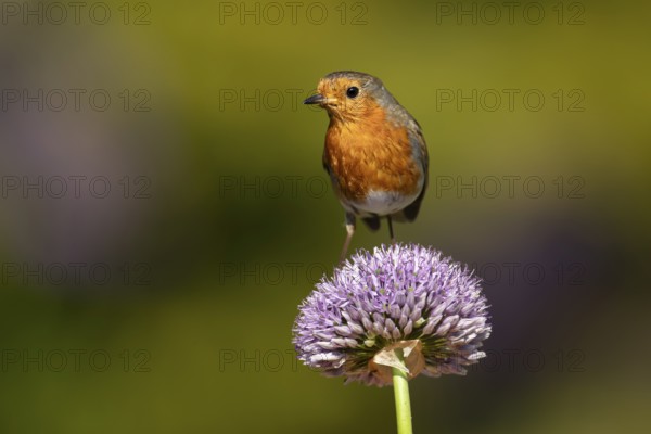 European robin (Erithacus rubecula) adult garden bird on an Allium flower in summer, England, United Kingdom
