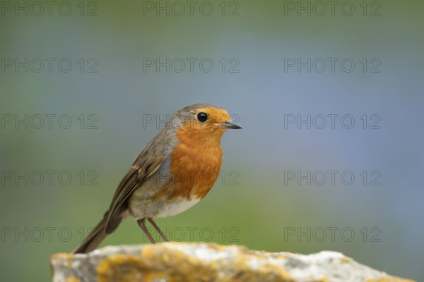 European robin (Erithacus rubecula) adult garden bird on a rock, England, United Kingdom