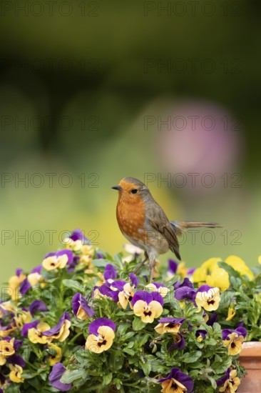 European robin (Erithacus rubecula) adult garden bird on a plant tub with Pansy or Viola flowers in spring, England, United Kingdom