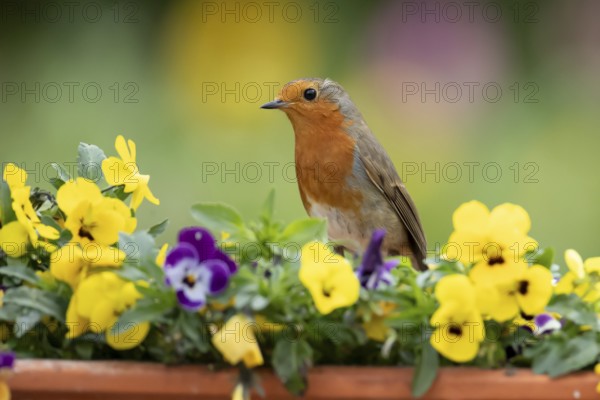 European robin (Erithacus rubecula) adult garden bird on a plant tub with Pansy or Viola flowers in spring, England, United Kingdom