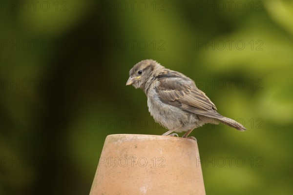 House sparrow (Passer domesticus) adult female garden bird on a plant pot in summer, England, United Kingdom