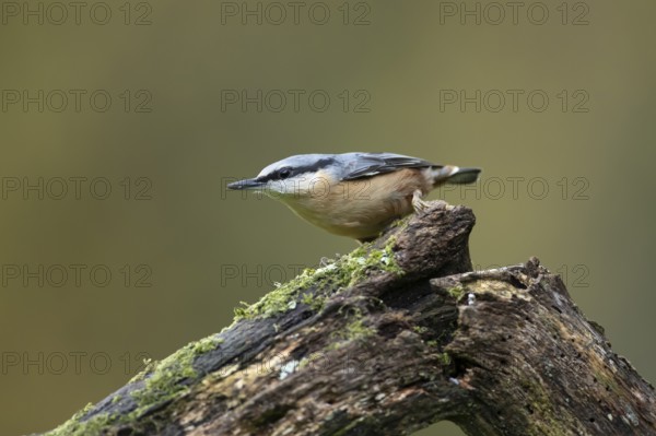 Eurasian nuthatch (Sitta europaea) adult bird on a tree branch in a woodland in autumn, Wales, United Kingdom