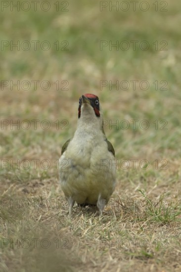 Green woodpecker (Picus viridis) adult bird on a garden grass lawn in summer, England, United Kingdom