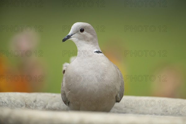 Collared dove (Streptopelia decaocto) adult garden bird in a bird bath in spring, England, United Kingdom
