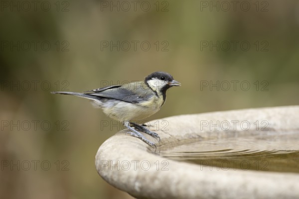 Great tit (Parus major) adult garden bird drinking water from a bird bath in summer, England, United Kingdom