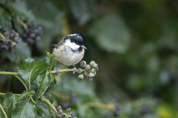 Coal tit (Periparus ater) adult garden bird in an Ivy tree in winter, England, United Kingdom