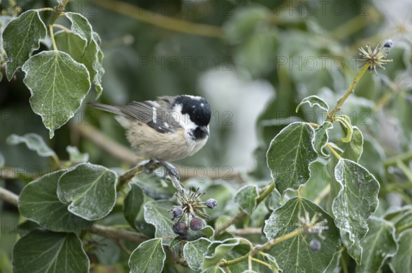 Coal tit (Periparus ater) adult garden bird in a frosted covered Ivy tree in winter, England, United Kingdom