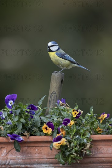 Blue tit (Cyanistes caeruleus) adult garden bird on a fork handle in a plant tub with Pansy or Viola flowers in spring, England, United Kingdom