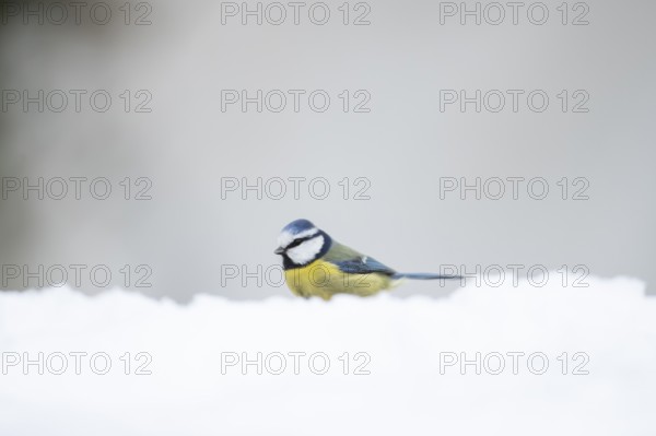 Blue tit (Cyanistes caeruleus) adult garden bird on snow in winter, England, United Kingdom