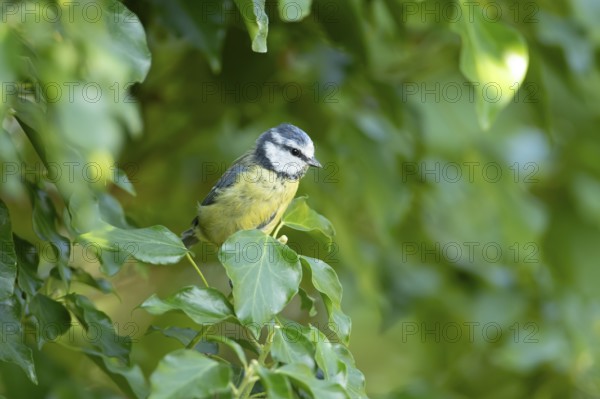 Blue tit (Cyanistes caeruleus) adult garden bird in an Ivy tree in summer, England, United Kingdom