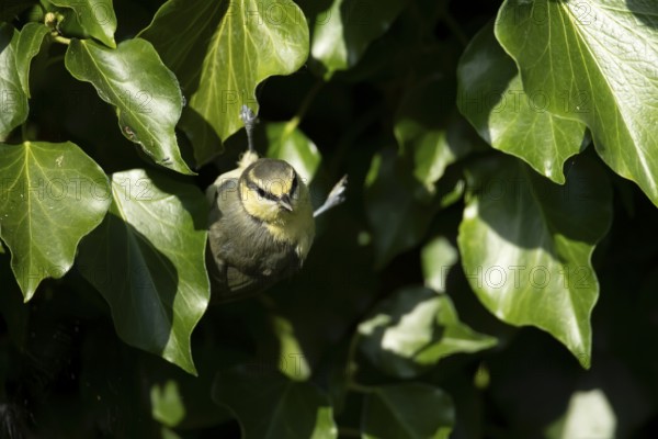 Blue tit (Cyanistes caeruleus) juvenile baby fledgling garden bird in an Ivy tree in summer, England, United Kingdom