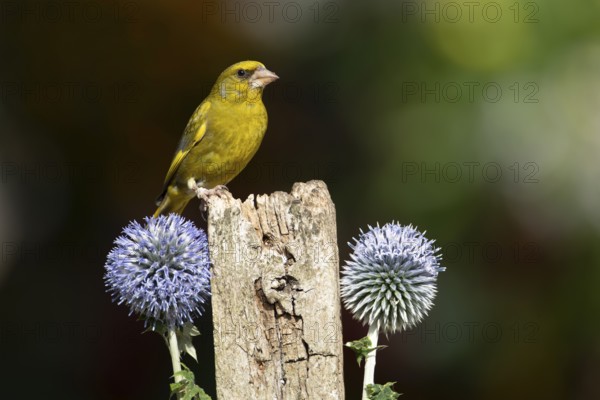 Greenfinch (Chloris chloris) adult male garden bird on a wooden post in summer, England, United Kingdom